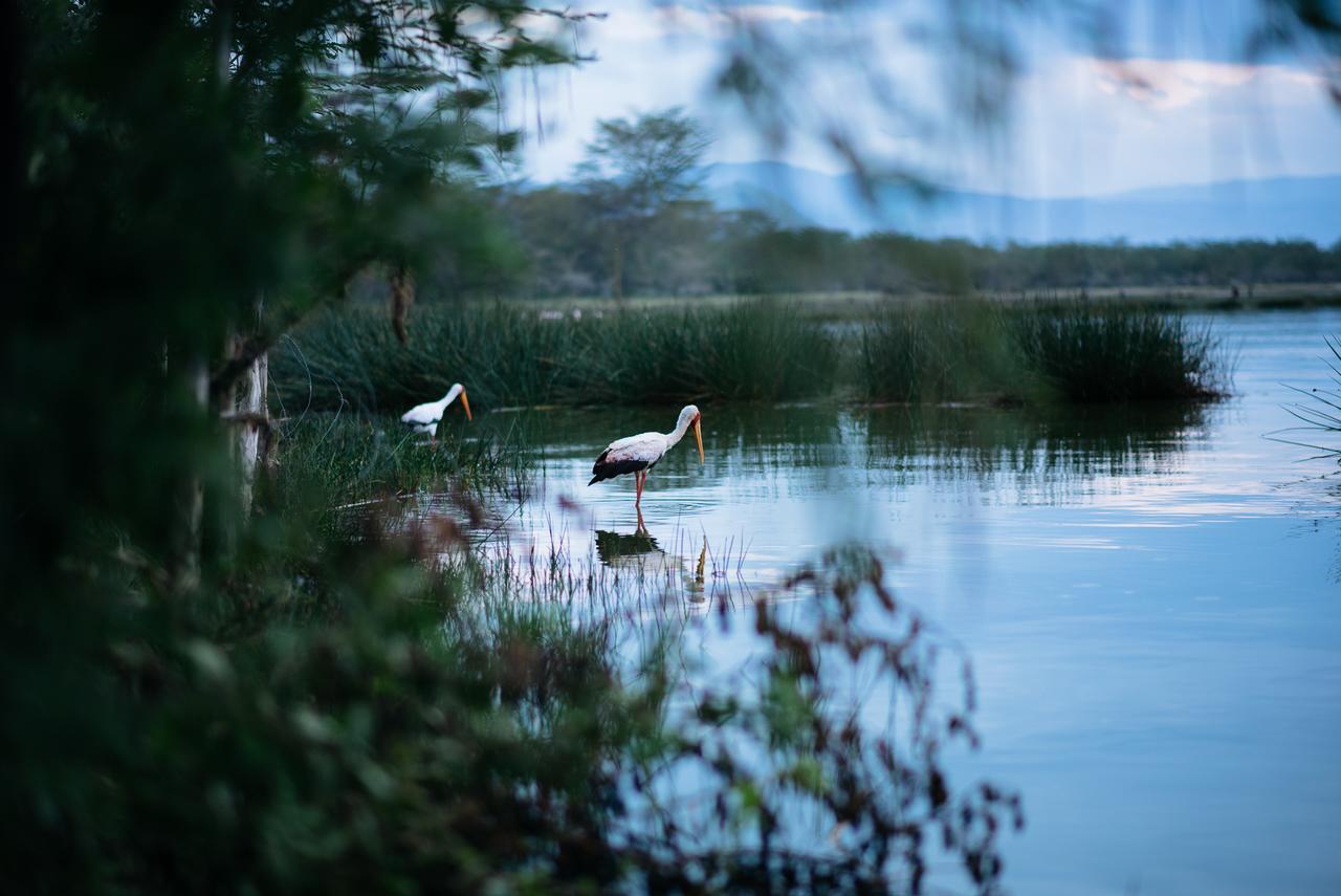 Sirville Lake Elementaita Lodge Gilgil Екстер'єр фото